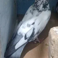 جفت رو جوجه  مامونیه