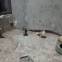 نرو ماده شهری گلدار|پرنده|جنت, |دیوار