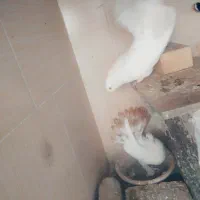 کبوتر دم چتری