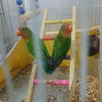 طوطی برزیلی|پرنده|جوانرود, |دیوار