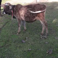 گوساله نرچالوسی