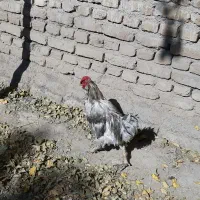 خروس گلین ،چهل تاج