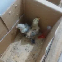 فروش پرنده