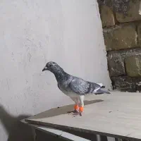 سار کرمونی سوسکی سرخ|پرنده|تربت‌حیدریه, شهرک ولیعصر|دیوار