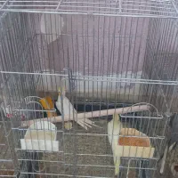 فروش عروس هلندی|پرنده|یزد, |دیوار