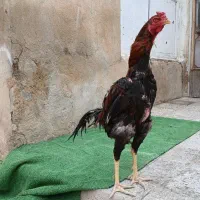 خروس لاری‌اصیل نسل‌اراکی‌قهرمان