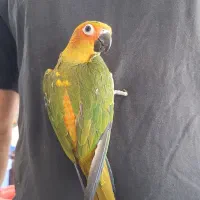 گیرینچیک و طوطی خورشیدی