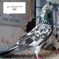 کبوتر اصیل ایرانی|پرنده|رشت, آتشگاه|دیوار