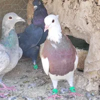 چند عدد رنگی با یک سار کرمانی