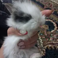 خرگوش|موش و خرگوش|تهران, راه آهن|دیوار