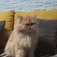 پرشین|گربه|بجنورد, |دیوار