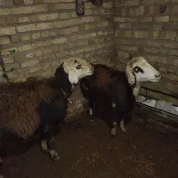 گوسفند|حیوانات مزرعه|زاوه, |دیوار