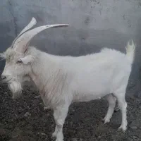 تکه سانن|حیوانات مزرعه|فردوس (خراسان), |دیوار