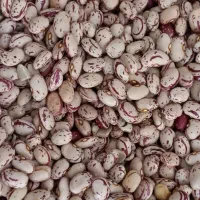 باسلام لوبیا چیتی سراب