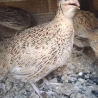 بلدرچین چاق و فربه شهرستان