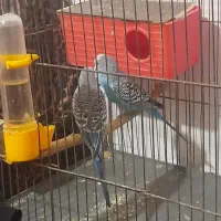 مرغ عشق سالم