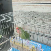 طوطی برزیلی