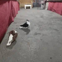 کبوتر رنگی نقش|پرنده|میانه, |دیوار