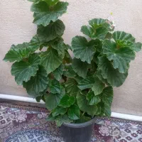 گل تزینی