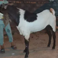 نر بز