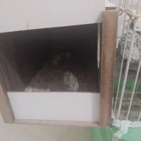 جفت عروس هلندی