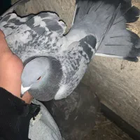 پلاکی|پرنده|دهدشت, |دیوار