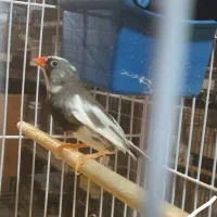 فنچ  زبرا ابلق