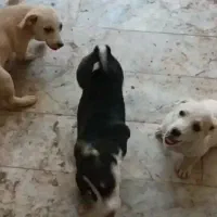 سگ پاکوتاه