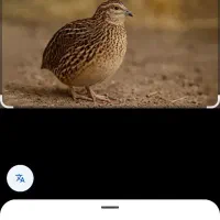 30 عدد بلدرچین جوان