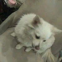 سگ پامر روباهی|سگ|اصفهان, امیرعرب|دیوار