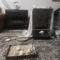 عروس هلندی|پرنده|شیراز, منطقه هوایی شهید دوران|دیوار