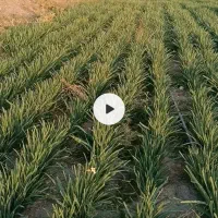 پیاز گل نرگس