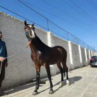 اسب نریان درشور|اسب و تجهیزات اسبسواری|خمینیشهر, |دیوار