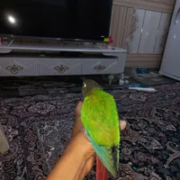 طوطی گرینچیک|پرنده|میناب, |دیوار