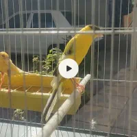 قناری رسمی بلند|پرنده|بهار, |دیوار