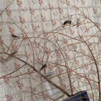 مرسی|پرنده|کرخه, |دیوار