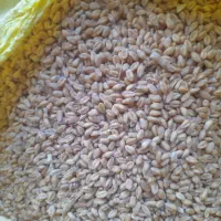 گندم آبی بالا دربند رقم سالار|عمده‌فروشی|هرسین, |دیوار