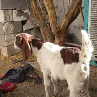 کهره پازن پاکستانی ذات دو قلو زا