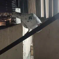 کفتر|پرنده|قم, آزادگان|دیوار