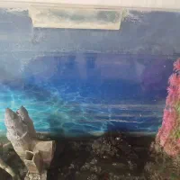 آکواریوم نو|ماهی|ایلام, |دیوار