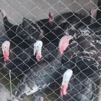 بوقلمون هشدرخان|حیوانات مزرعه|میانه, |دیوار