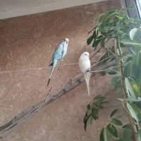 دوعدد مرغ عشق یک عدد فنچ چهار عدد پرزرد