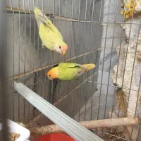 طوطی برزیلی نر و ماده