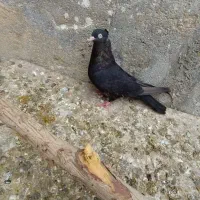 کبوتر زاغ سرخ زرد