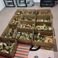 جوجه غاز سه روزه ۱۸۵۰۰۰