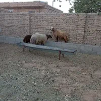 کاوور