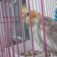 قناری خرمایی