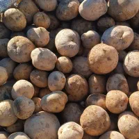 فروش سیب زمینی سانتا|خدمات باغبانی و درختکاری|تهران, پارک شهر|دیوار