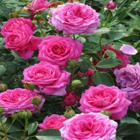 نهالستان پالیز دارای مجوز جهاد کشاورزی|خدمات باغبانی و درختکاری|کاشان, امیرکبیر|دیوار