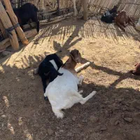 حیوانات|حیوانات مزرعه|توکهور, |دیوار